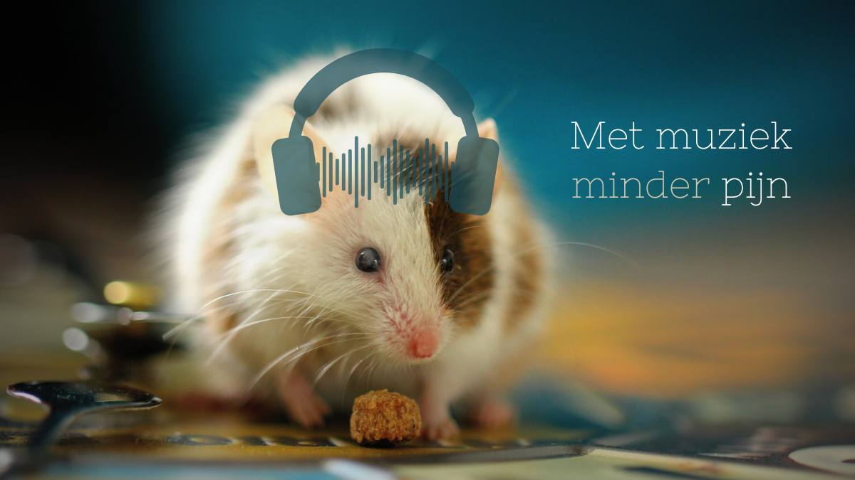Een rock-‘n-rollende muis voelt minder pijn