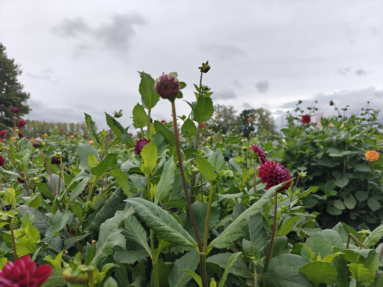 🌸 Bloemen plukken, geluk proeven